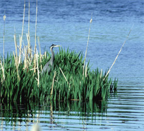 Water fowl in Goose Creek, South Carolina